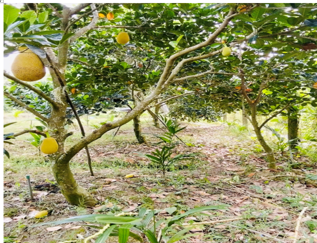 Nguồn vốn tín dụng chính sách – "Đòn bẩy" bứt phá kinh tế hộ gia đình tại phường Đông Thành